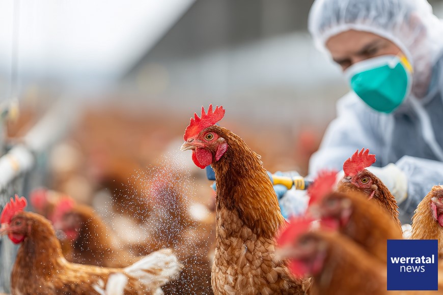 Geflügelpest bei verendeten Kranichen im Rhäden nachgewiesen Geflügelpest bei verendeten Kranichen im Rhäden nachgewiesen